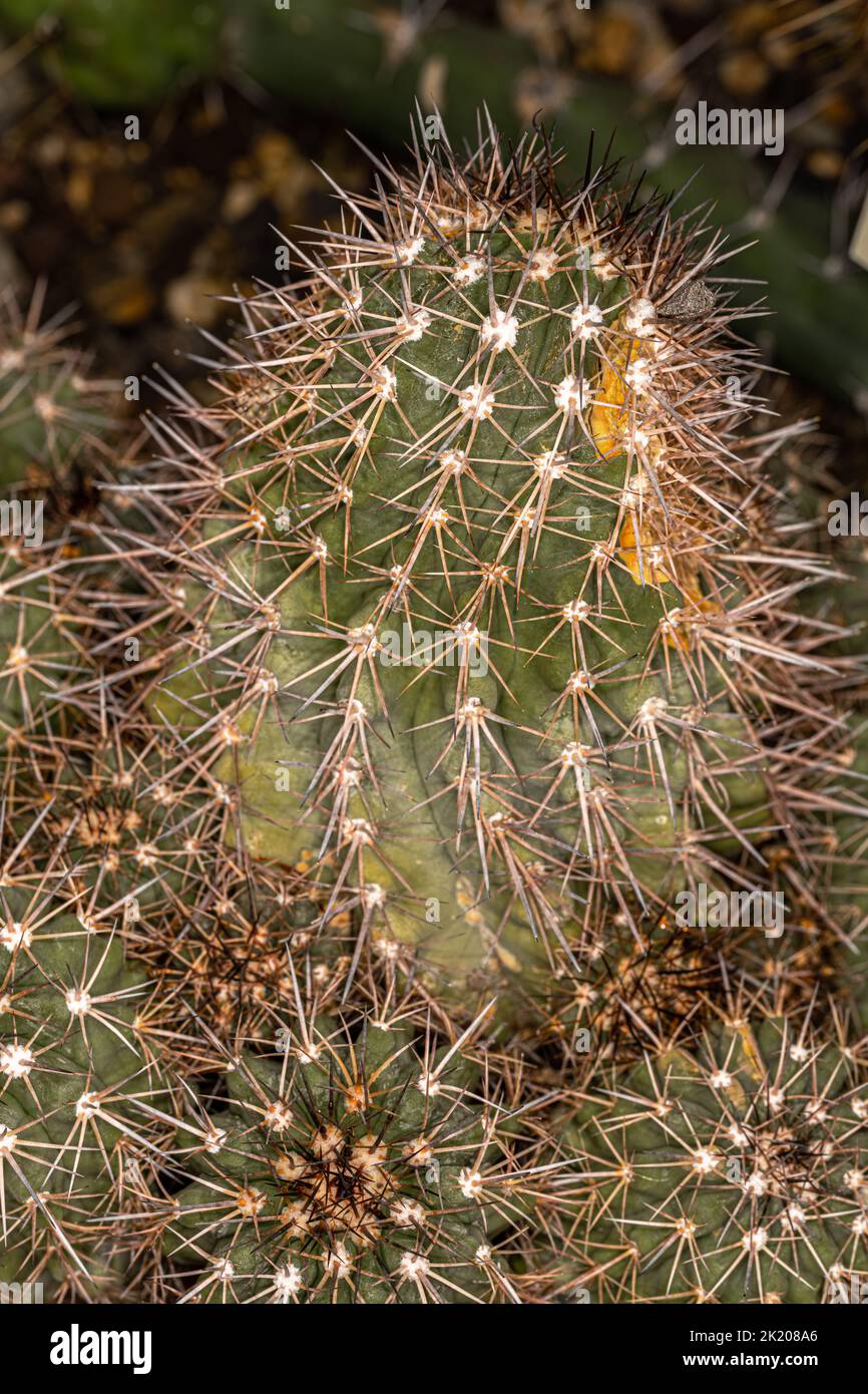 Large-flowered Copiapoa (Copiapoa grandiflora) Cactus Stock Photo
