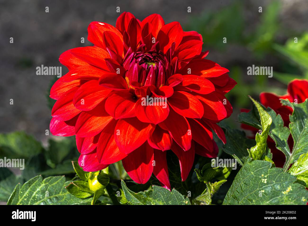 Flower of Decorative Dahlia 'Heatwave' Stock Photo
