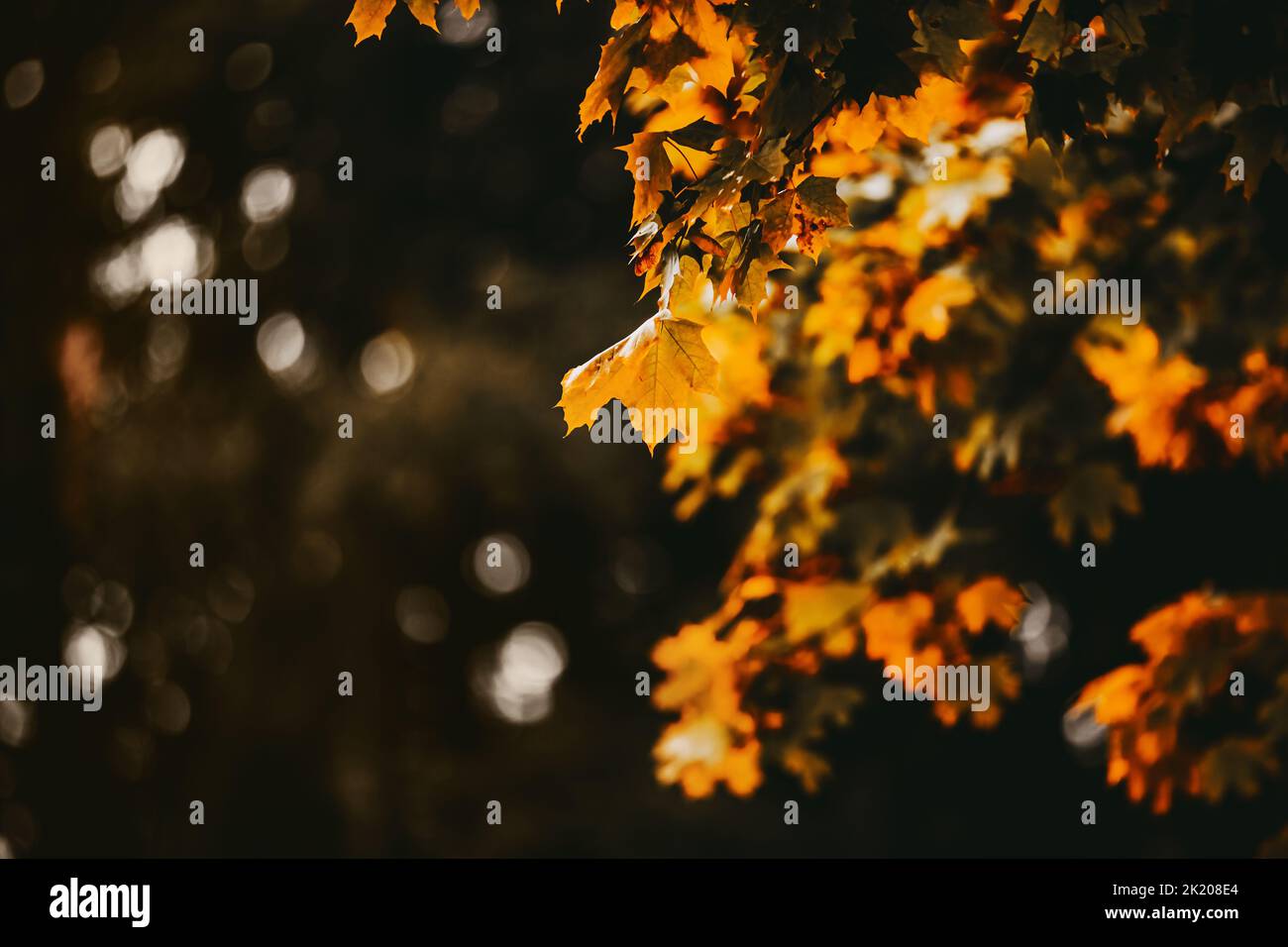 Beautiful yellow maple leaves on the branches of a tree on an autumn ...