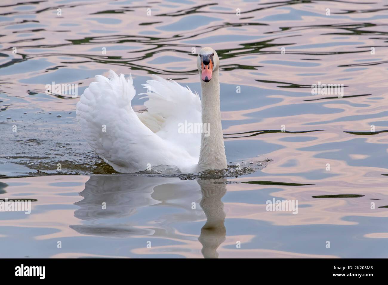 view on white swan swimming in Main river Stock Photo