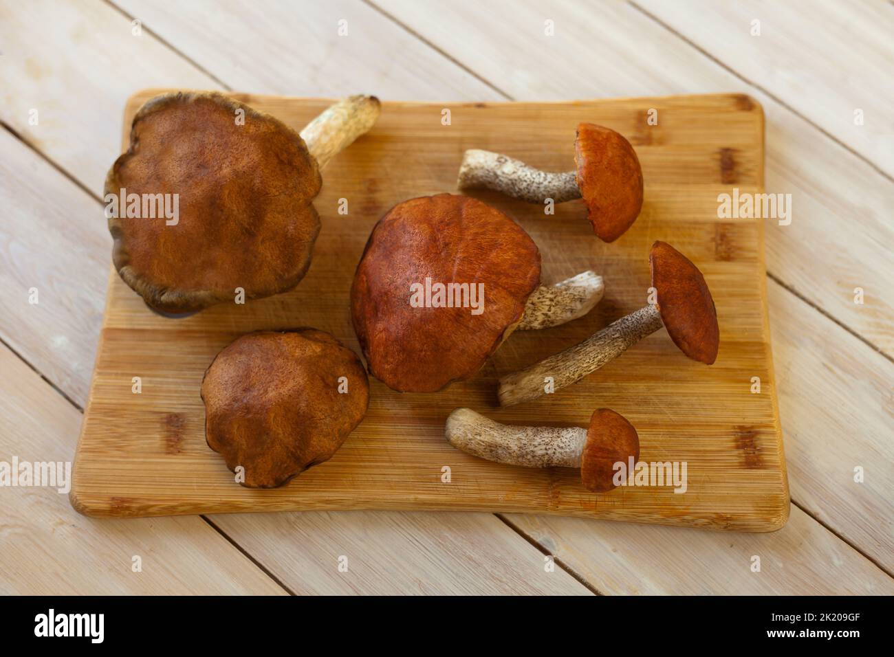 a lot of boletus mushroom fungus -type species of genus edulis cep, penny bun, porcino or porcini Stock Photo
