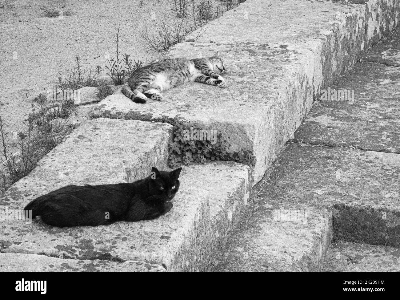 A cat sitting on some steps in black and white Stock Photo - Alamy