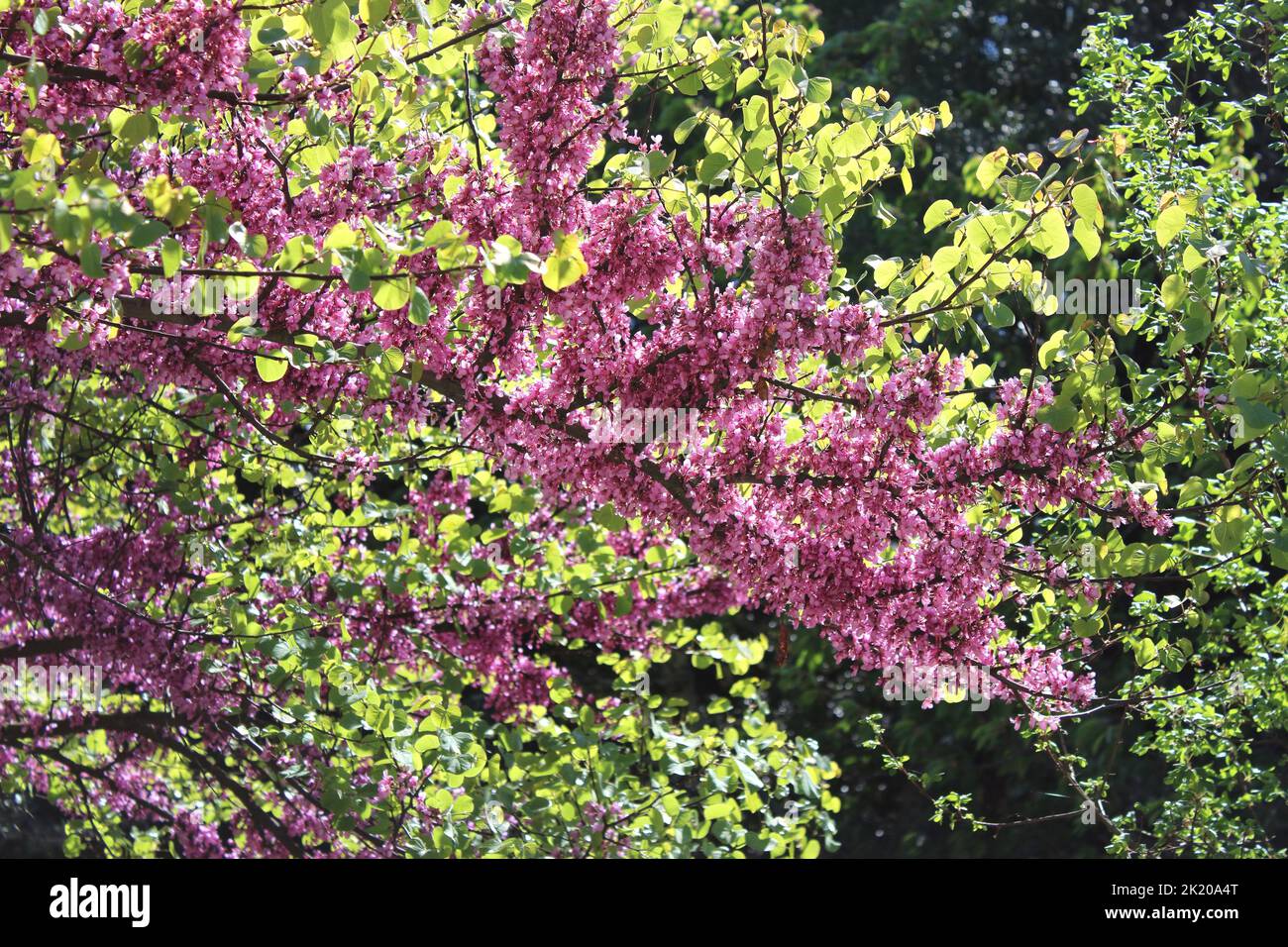 A blossom Mexican Redbud purple Tree in the garden Stock Photo