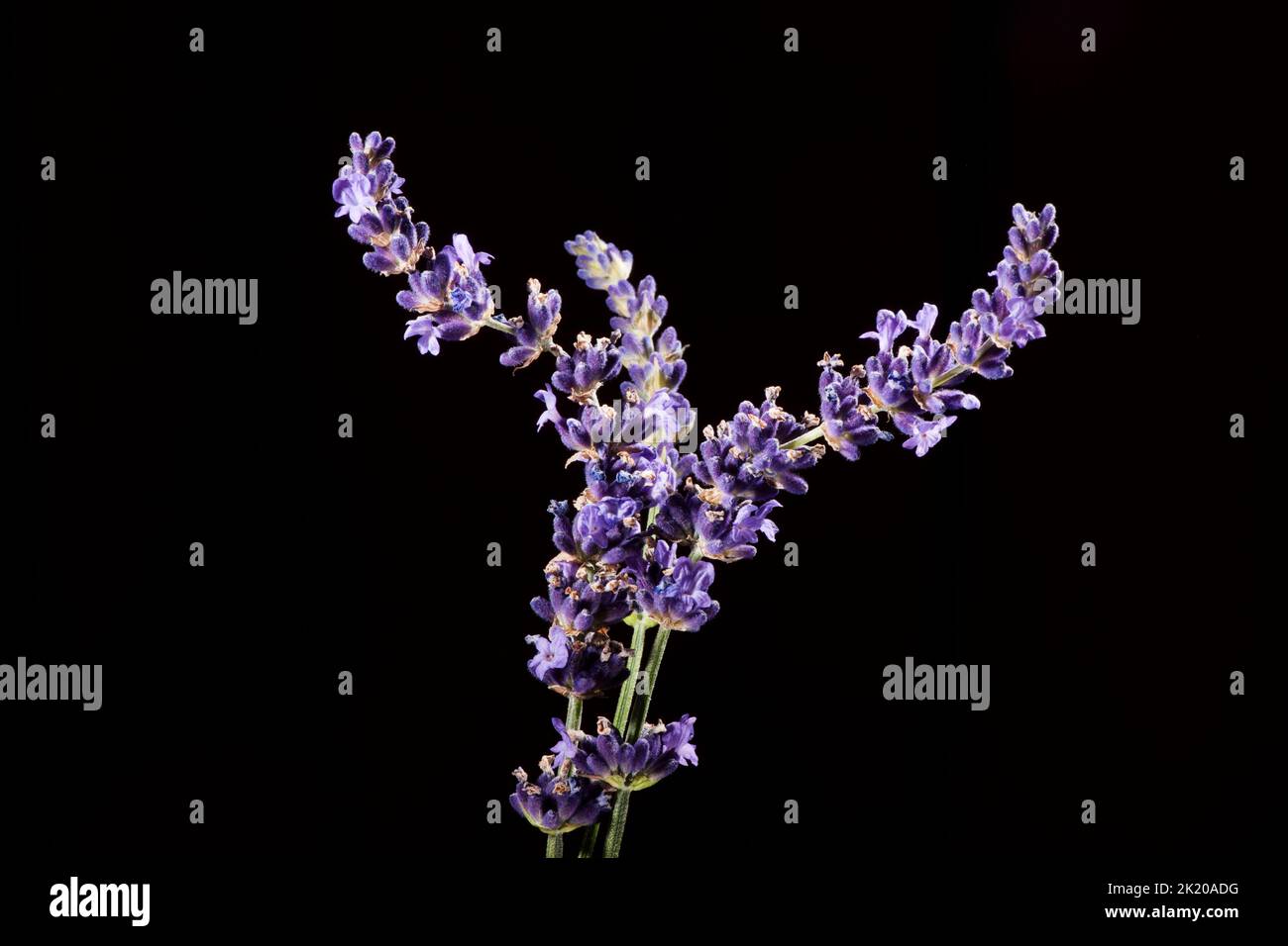 Studio shot of a small bouquet of lavender flowers with three sprigs isolated on black background. Stock Photo