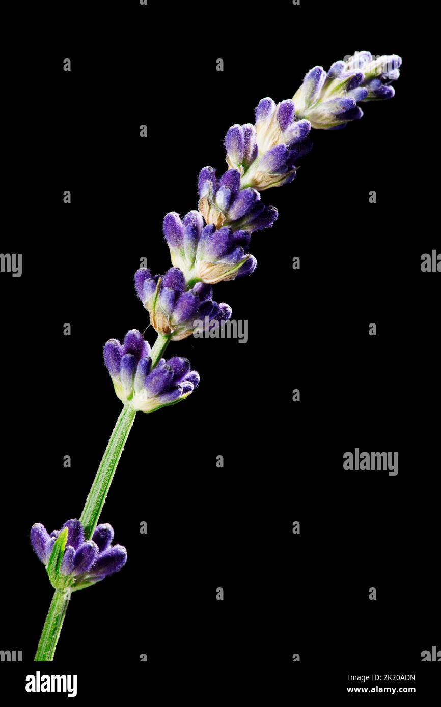 Studio shot of a single stalk of lavender flowers isolated on a black background. Stock Photo