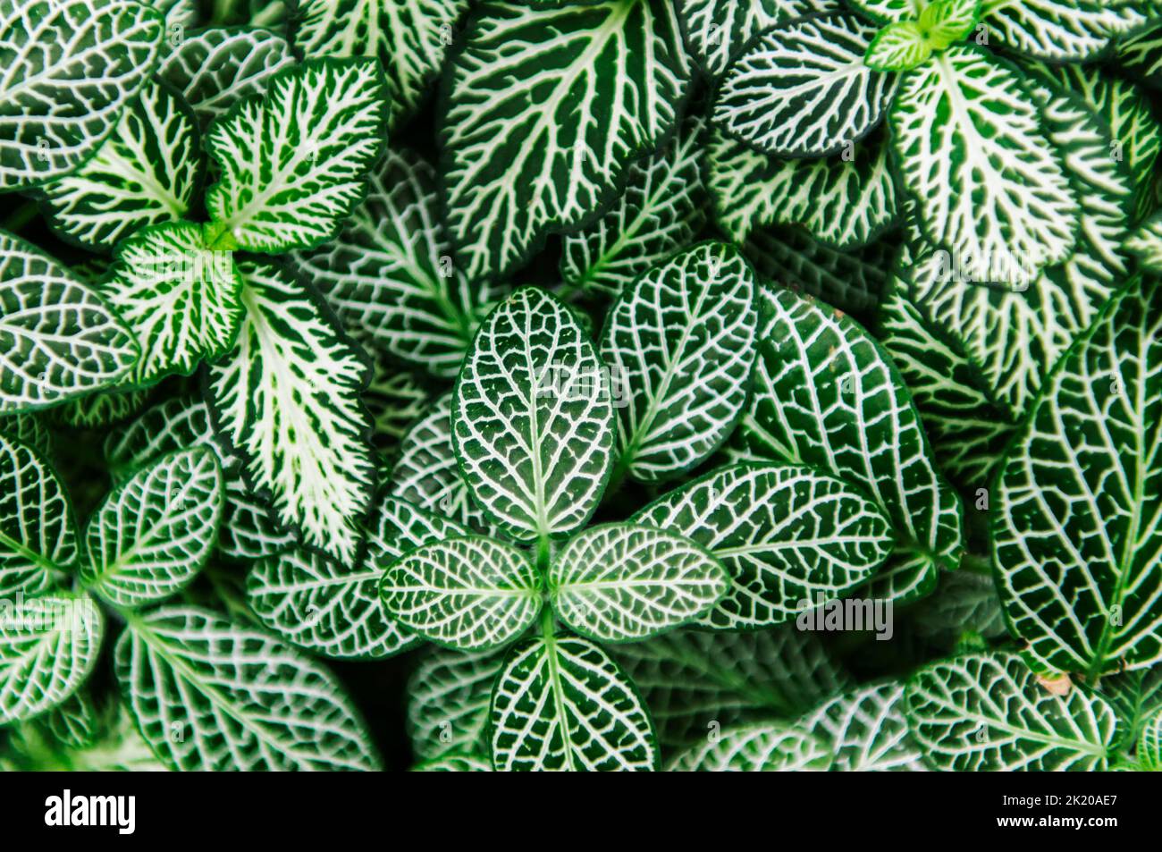 Full framed view of the leaves of the mosaic plant (lat: fittonia albivenis) growing close together. Stock Photo