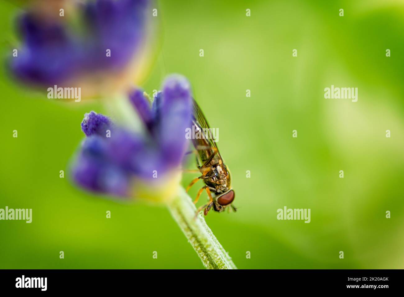 Macro view of a fly on the stem of a lavender flower, against a blurred natural green background. Stock Photo