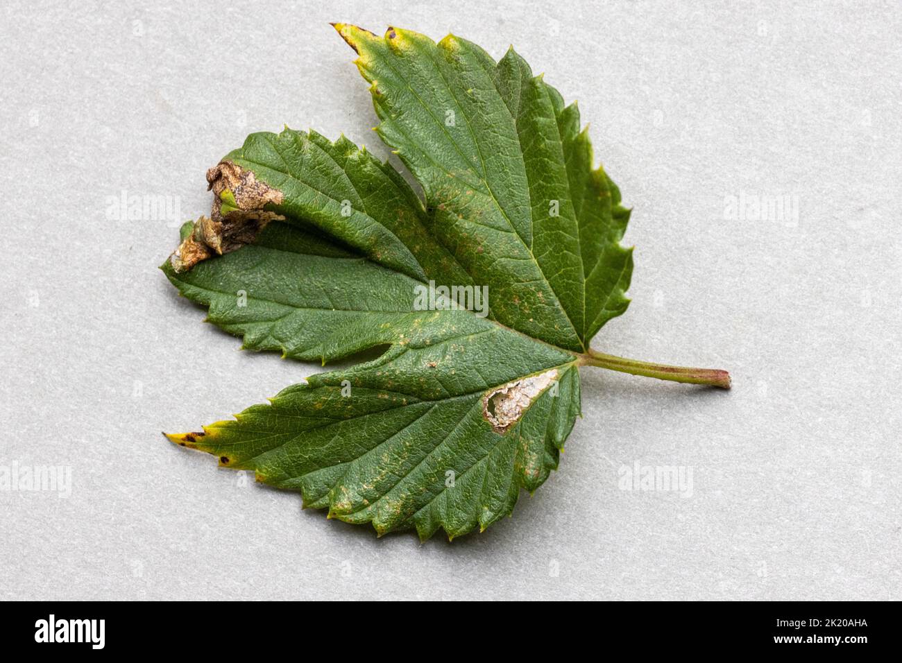 Caloptilia fidella (Gracillariidae, Gracillariinae) feeding signs in upper side of Common Hop (Humulus lupulus) leaf: leaf mine and leaf fold Stock Photo