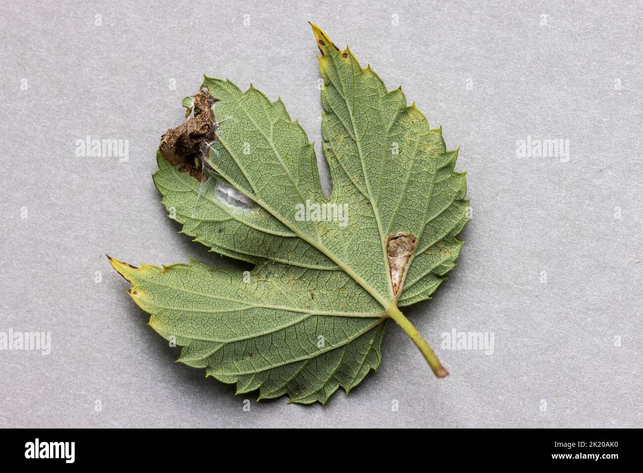 Caloptilia fidella (Gracillariidae, Gracillariinae) feeding signs. Underside of Common Hop (Humulus lupulus) leaf: leaf mine, leaf fold, pupal cocoon. Stock Photo