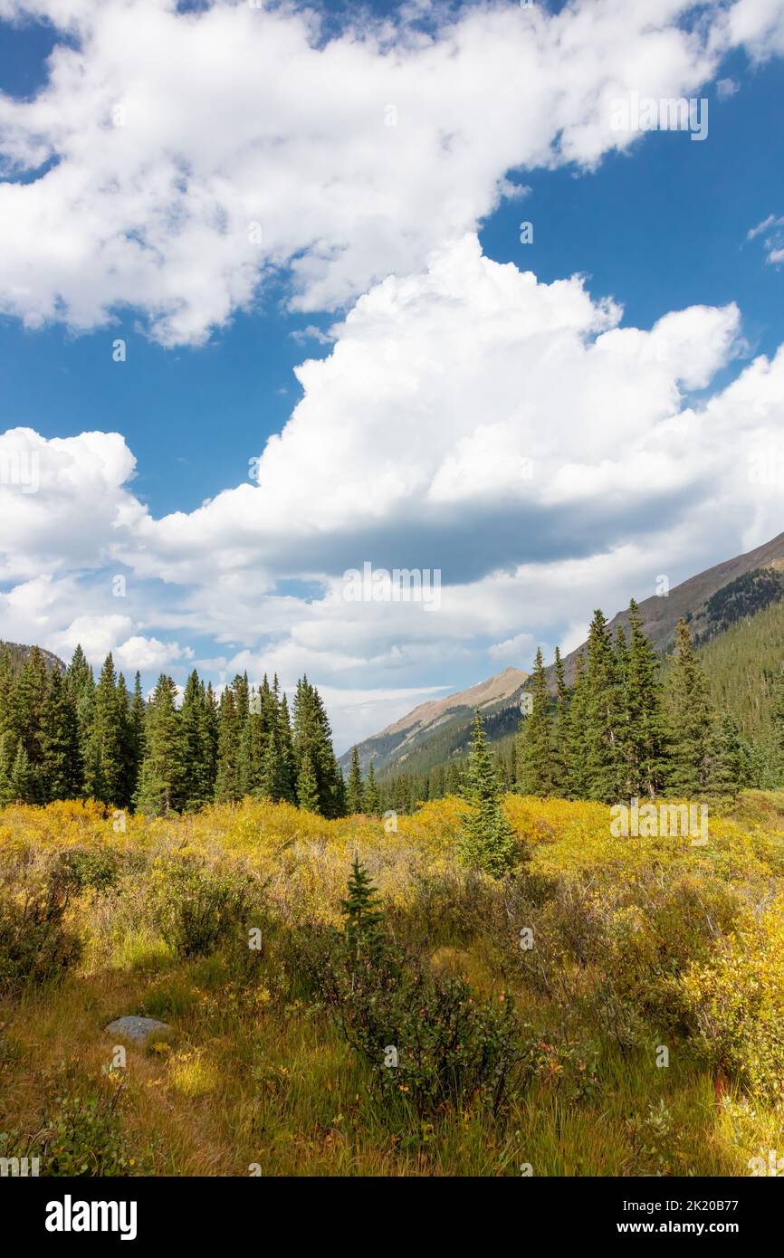 Southern Rocky Mountains Ecoregion, Montane ecosystem, Guanella Pass Road, Pike National Forest, Colorado, USA Stock Photo