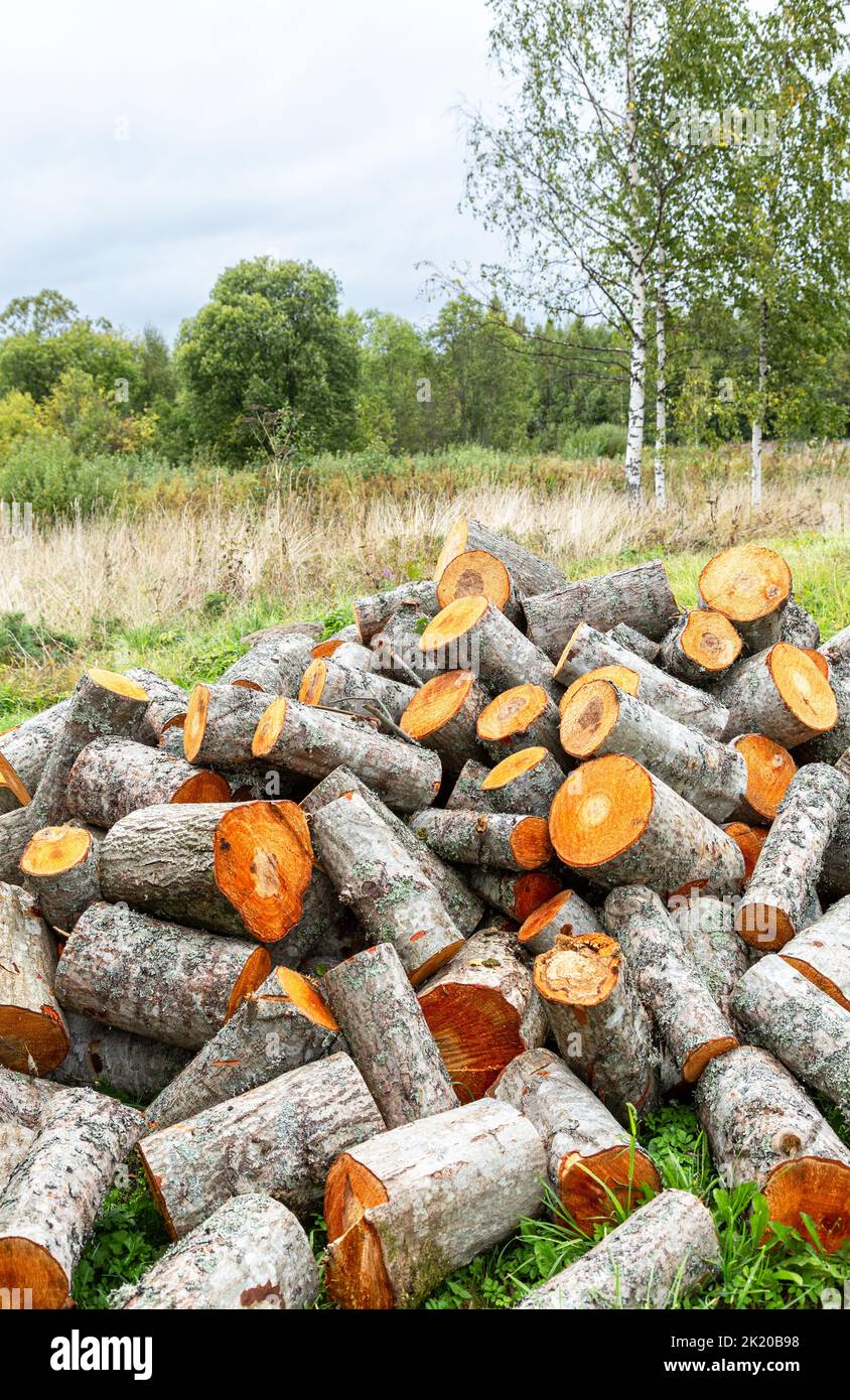 Chopped dry firewood at the countryside. Stock pile of timber, chopped