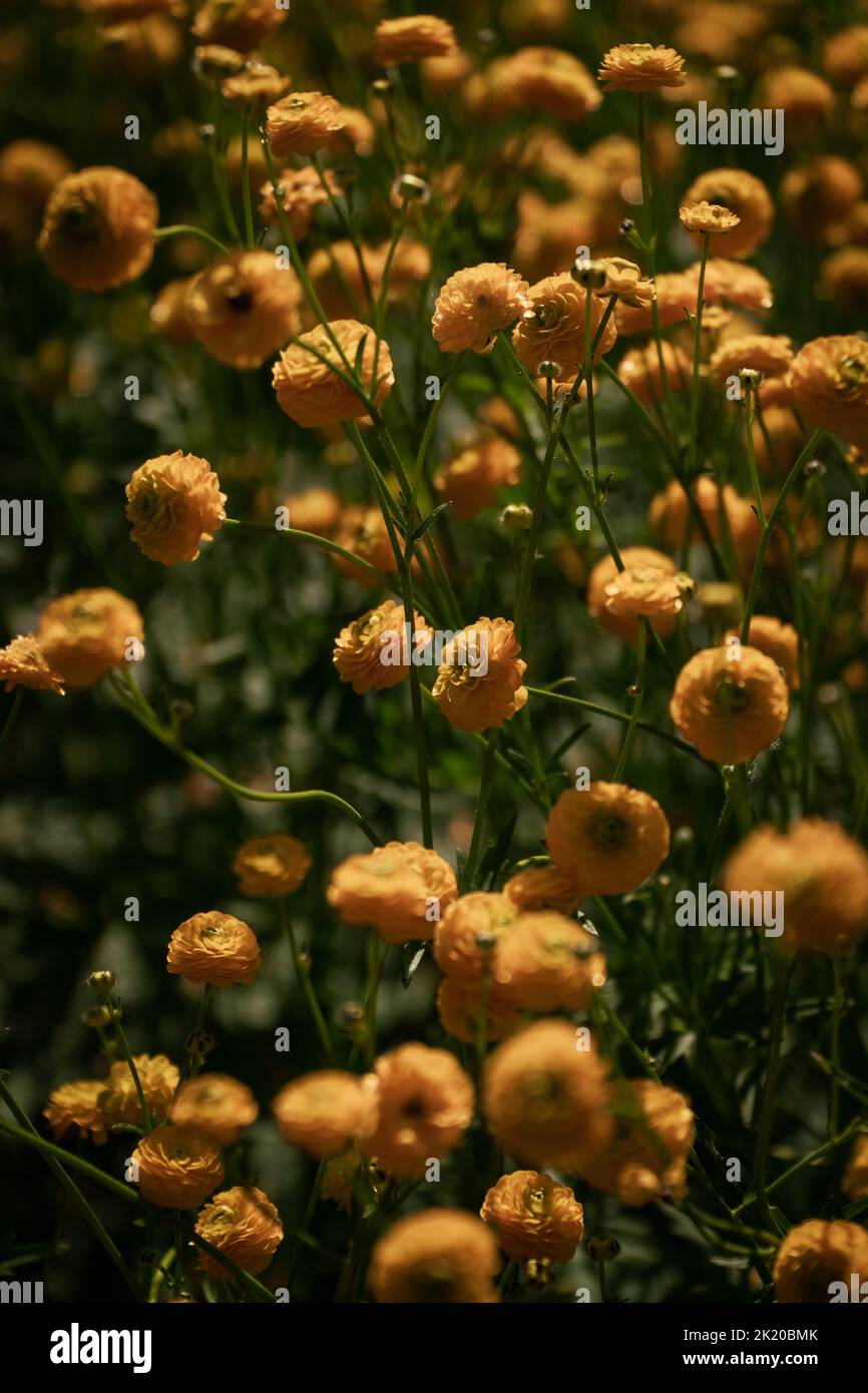 close up of blooming,yellow, tiny flowers in the summer time Stock Photo
