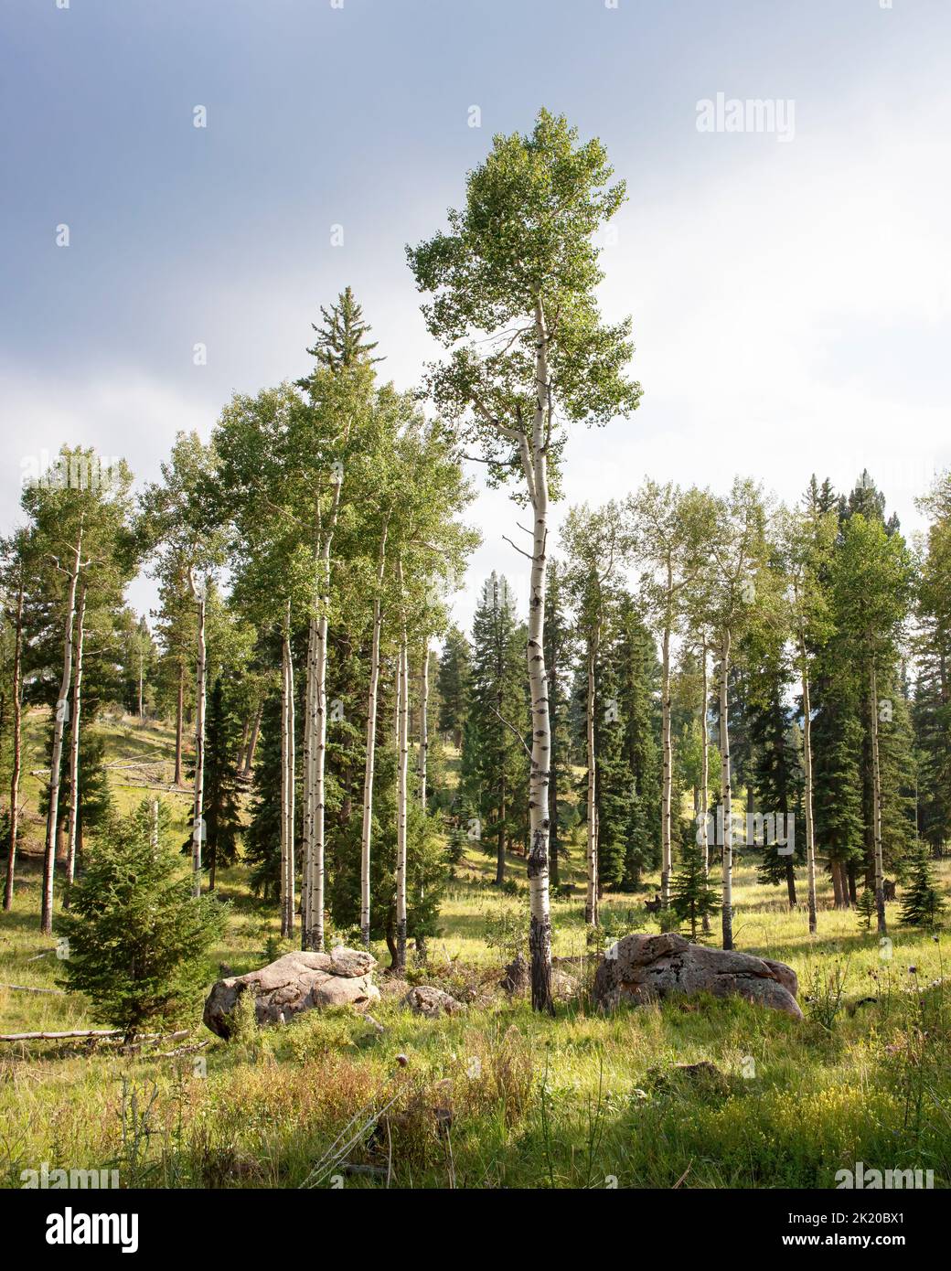 Montane Ecosystem, aspen and conifers, Staunton State Park, Colorado, USA Stock Photo