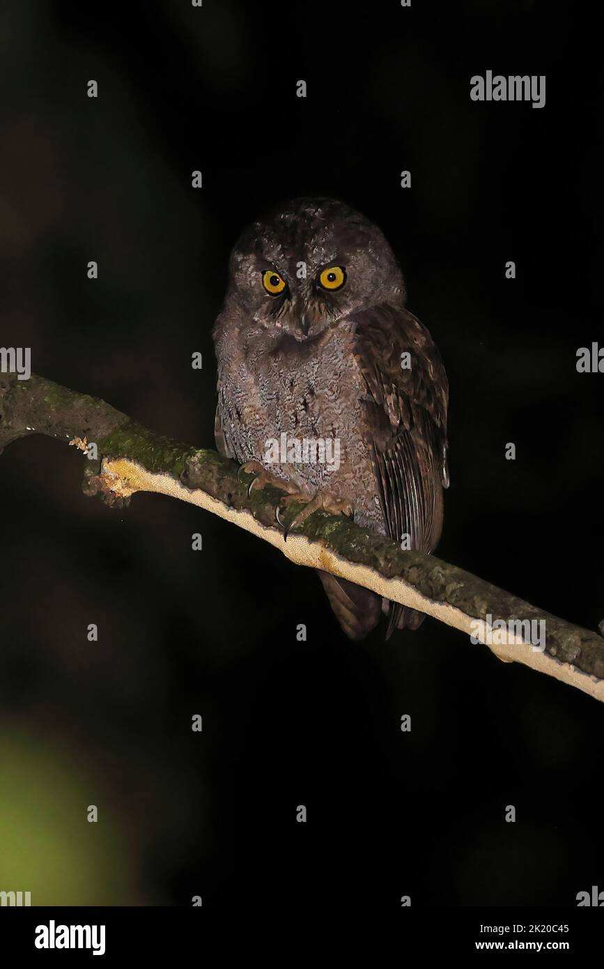 Principe Scops-owl (un-named Otus species) adult perched on branch at night  Principe, Sao Tome, Africa               September Stock Photo