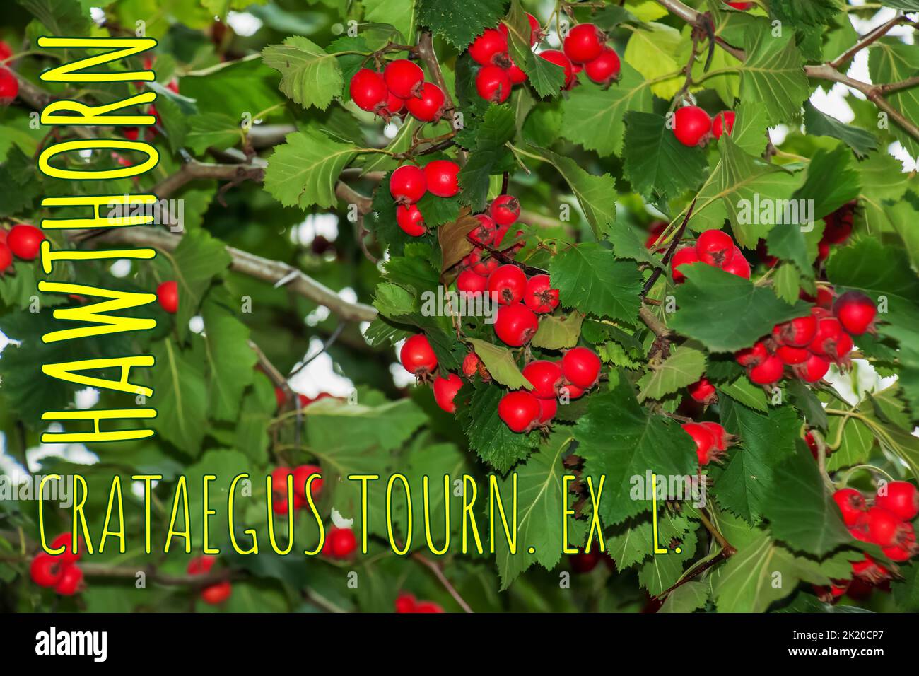 Bright red berries of the hawthorn CRATAEGUS TOURN. EX L, growing