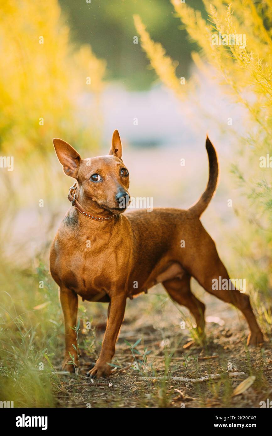 Brown Min Pin, miniature, pincher, Pinscher, Zwergpinscher Posing Outdoor In Sunny Summer Evening. Female Dog Pinscher Looking At Camera Stock Photo