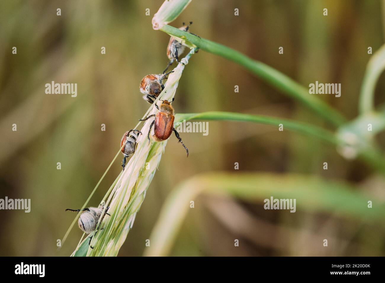 Bread Beetle, Or Kuzka Anisoplia Austriaca Is Beetle Of Lamellar Family, Dangerous Pest Of Cereals. Insects Pest Of Agricultural Crops Grain Beetles Stock Photo