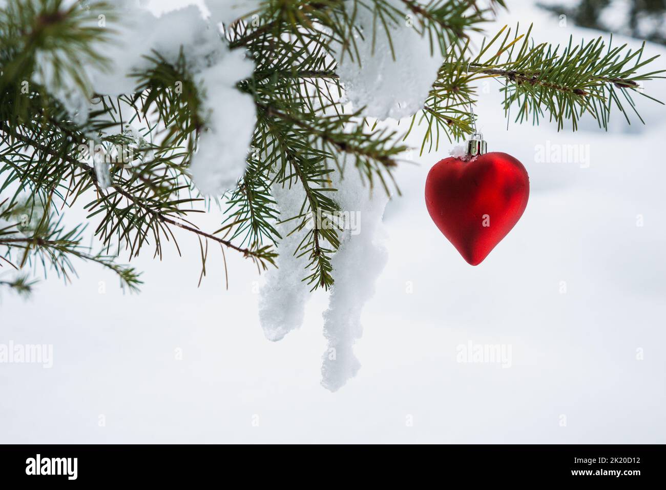 Red heart-shaped bauble hanging off the branch of a snow covered fir tree branch Stock Photo