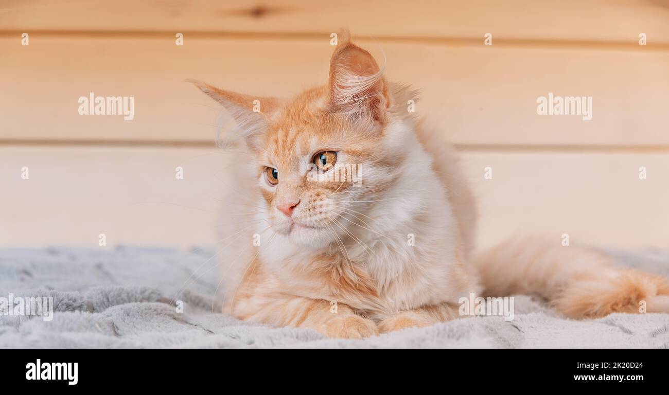 Funny Curious Red Ginger Maine Coon Cat Lying At Home Sofa. Coon Cat, Maine Cat, Maine Shag. Amazing Pets Pet Stock Photo