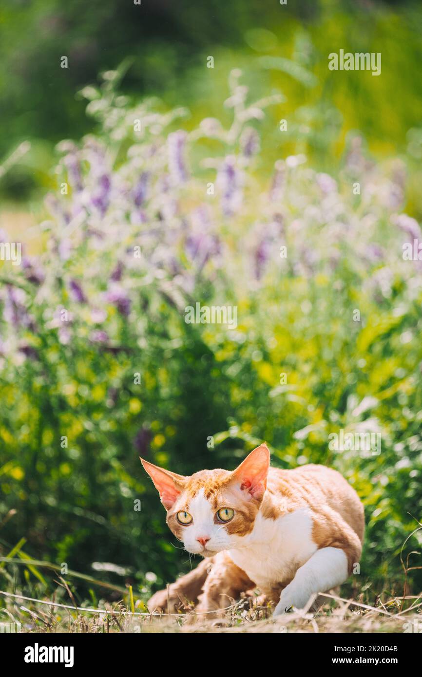 Funny Curious Young Red Ginger Devon Rex Kitten In Green Grass And Summer Flowers. Short-haired Cat Of English Breed. Lovely Pets Lovely Cats Stock Photo
