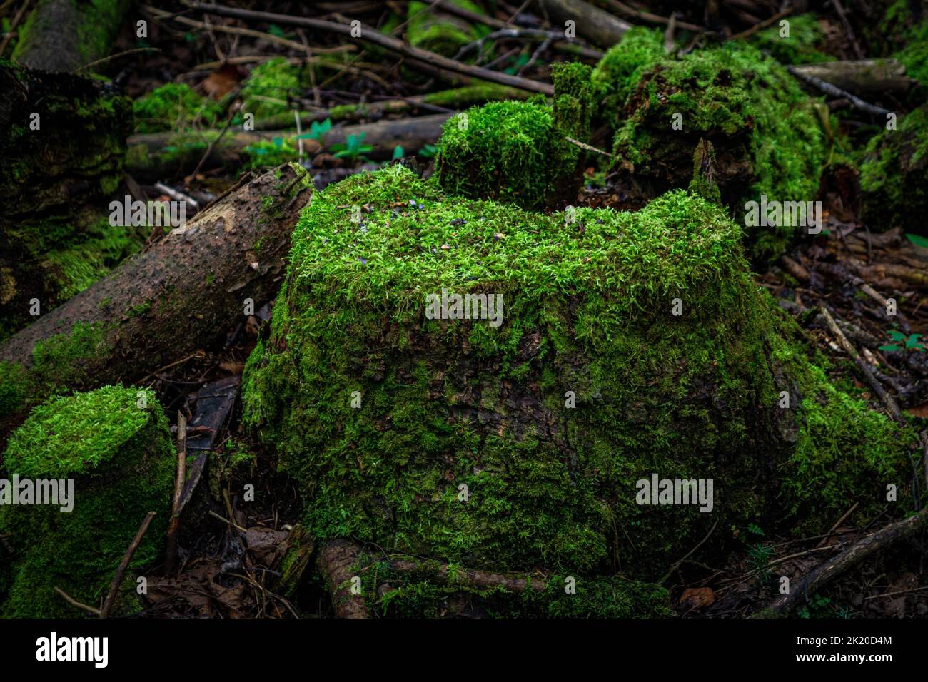 Tree stump overgrown with moss in the woods. Close up view Stock Photo