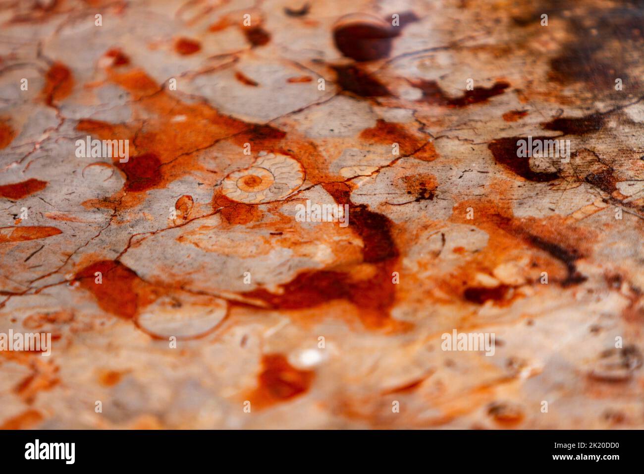 Closeup detail of the red fossiliferous limestone Stock Photo