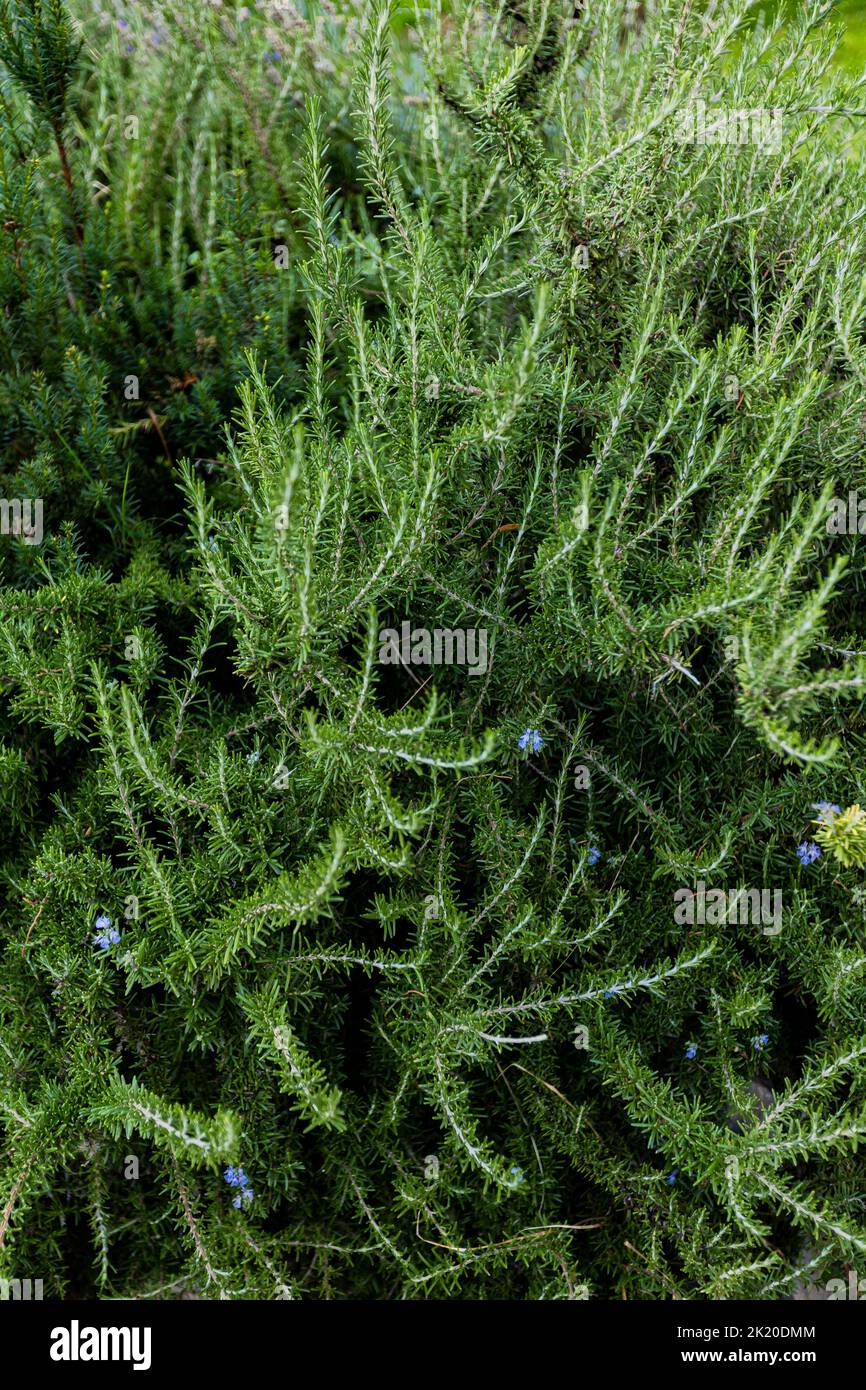 Closeup of the rosemary plant in the garden Stock Photo