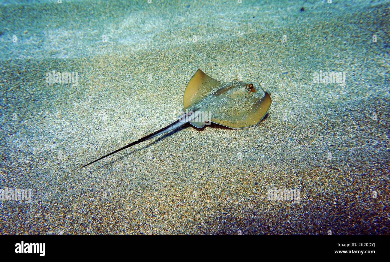 Common Mediterranean stingray - Dasyatis pastinaca Stock Photo
