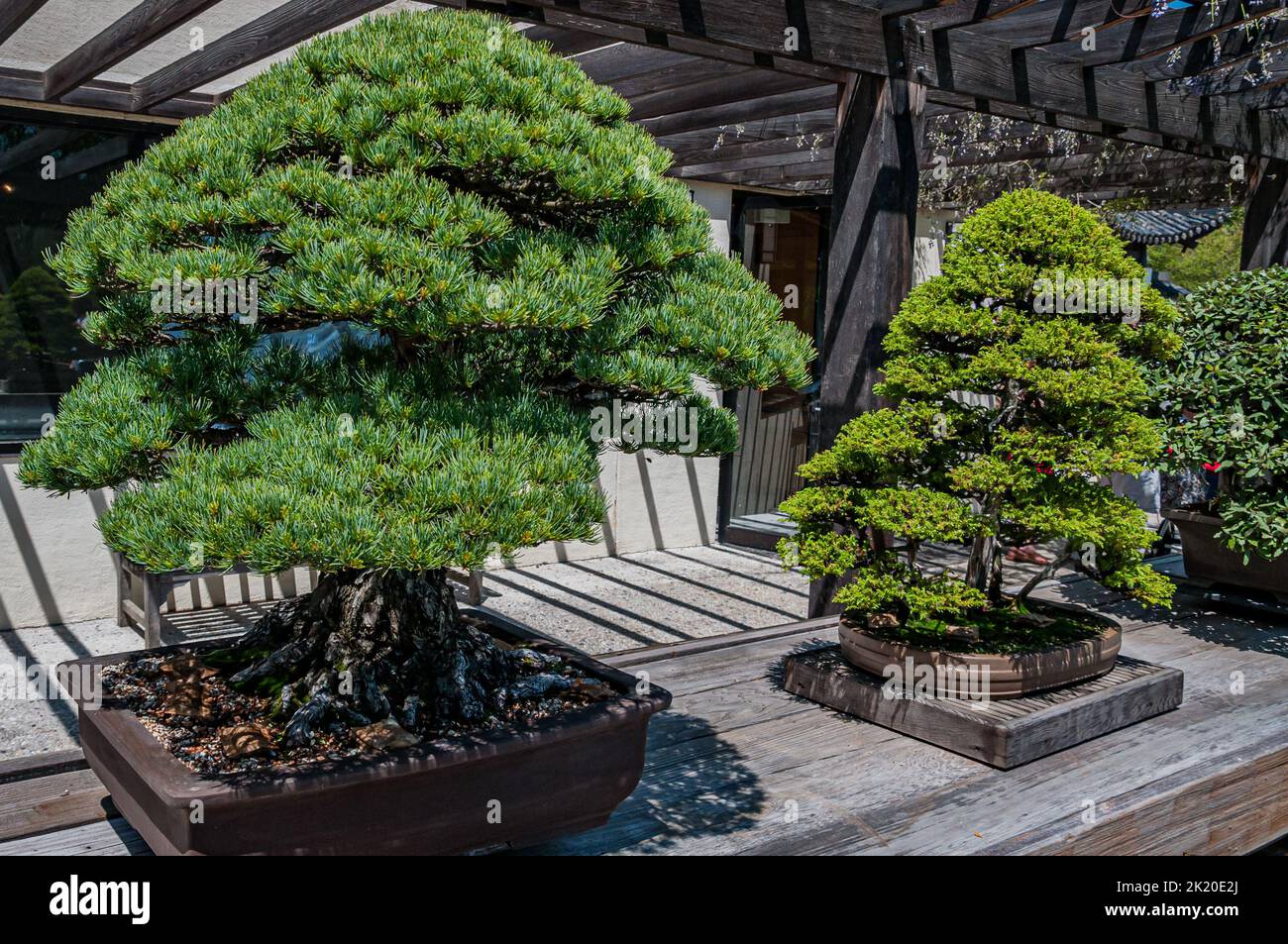 Bonsai Trees at the National Arboretum, Washington DC USA, Washington, District of Columbia Stock Photo