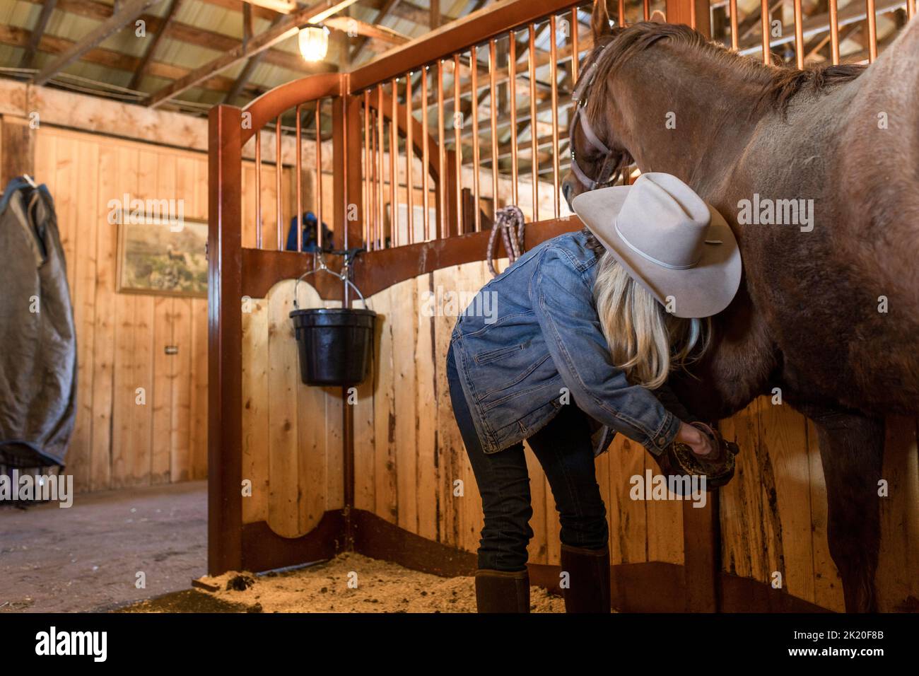 Female rancher cleaning horseshoe on horse in stable stall Stock Photo