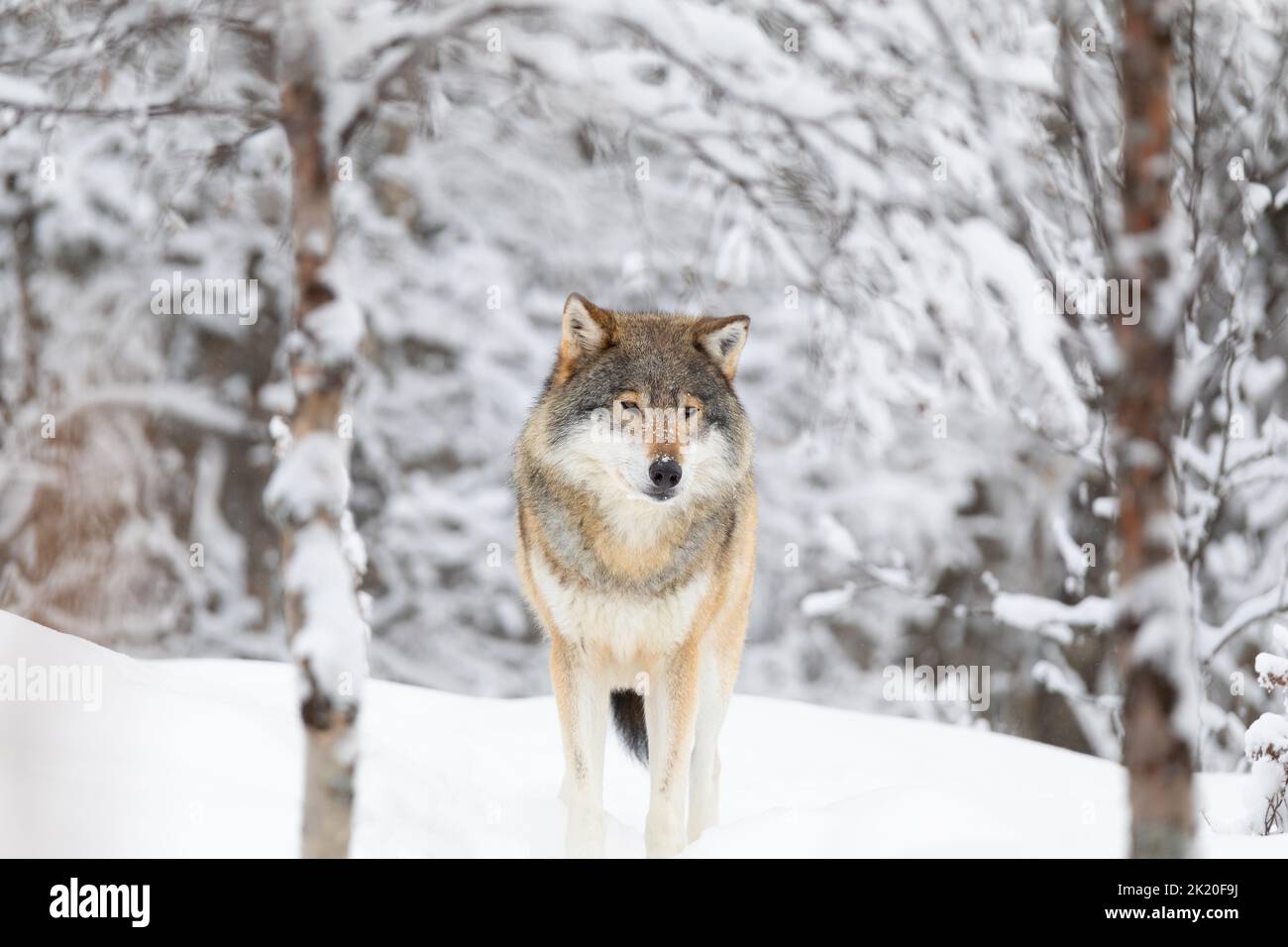 Beautiful wolf standing in the snow in beautiful winter forest Stock Photo