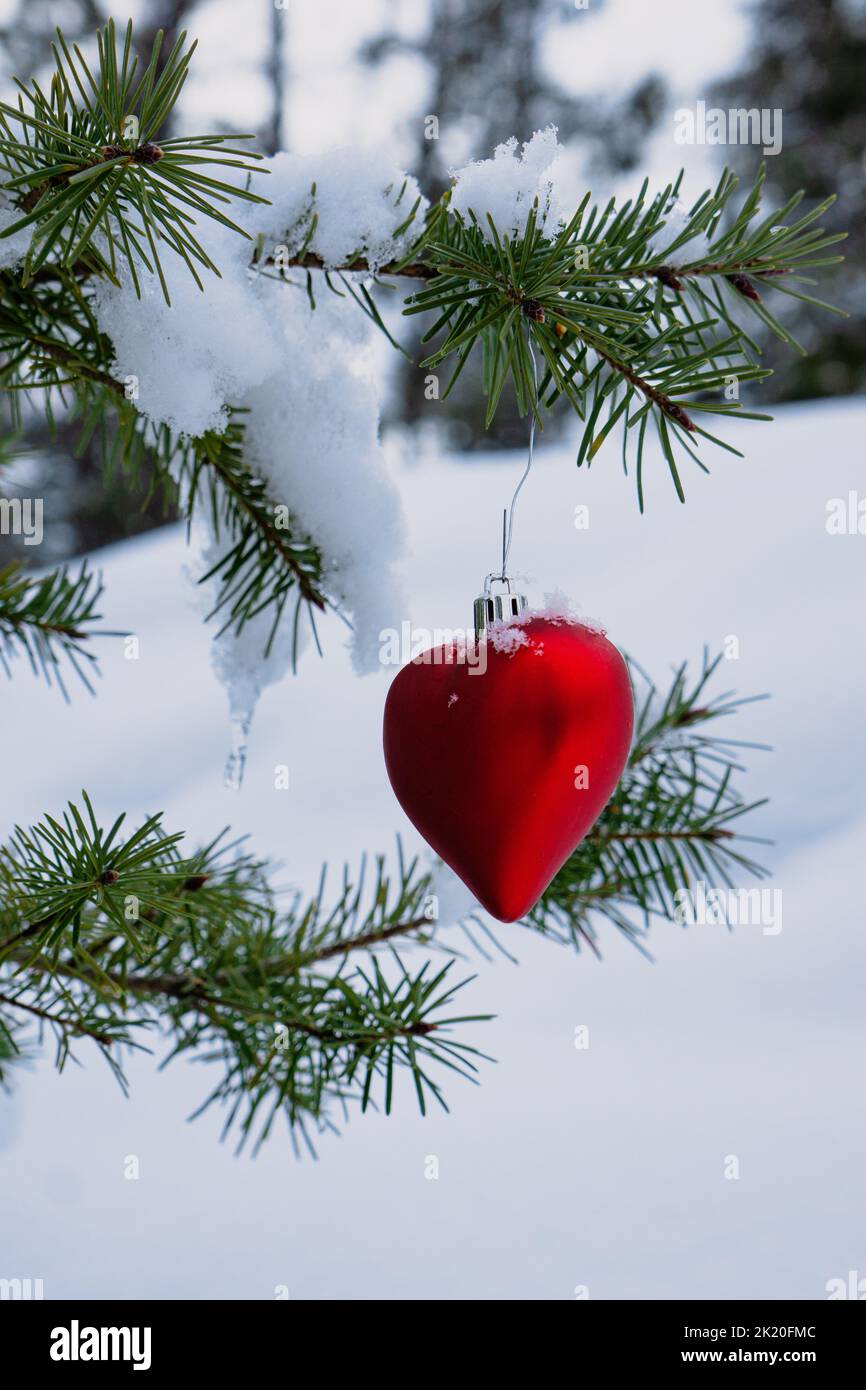 Red heart-shaped bauble hanging off the branch of a snow covered fir tree branch Stock Photo