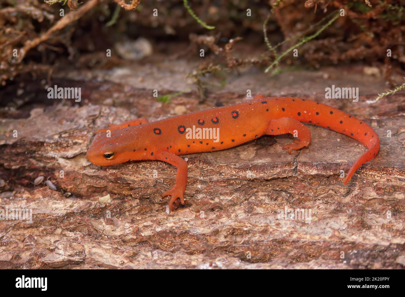 Full body closeup on a colorful red eft stage juvenile Red-spotted newt Notophthalmus viridescens sitting on wood Stock Photo