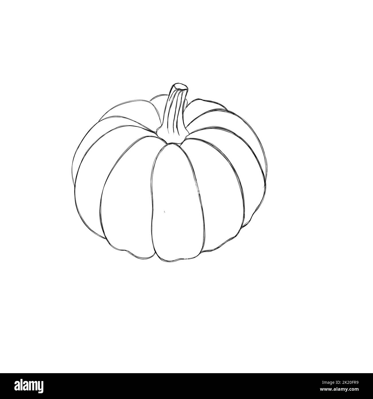 Ink sketch of pumpkin isolated on white background. Hand drawn ...
