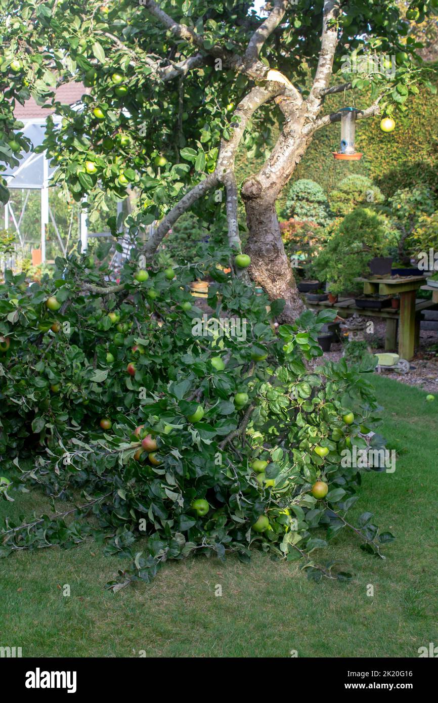 September 2022 An old Bramley Apple tree with a branch broken by the weight of its own fruit. There is no rot or disease at the break which has been c Stock Photo
