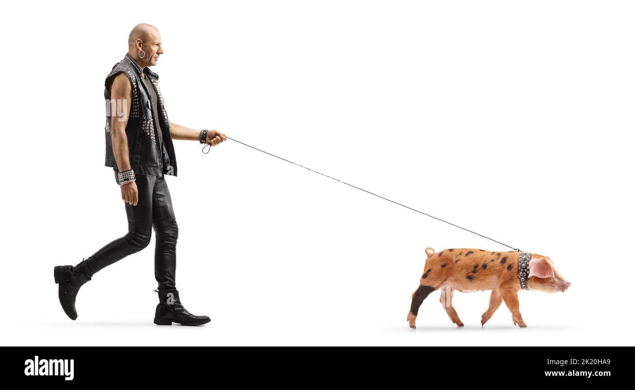 Full length profile shot of a punk walking a little pig pet on a lead isolated on white background Stock Photo