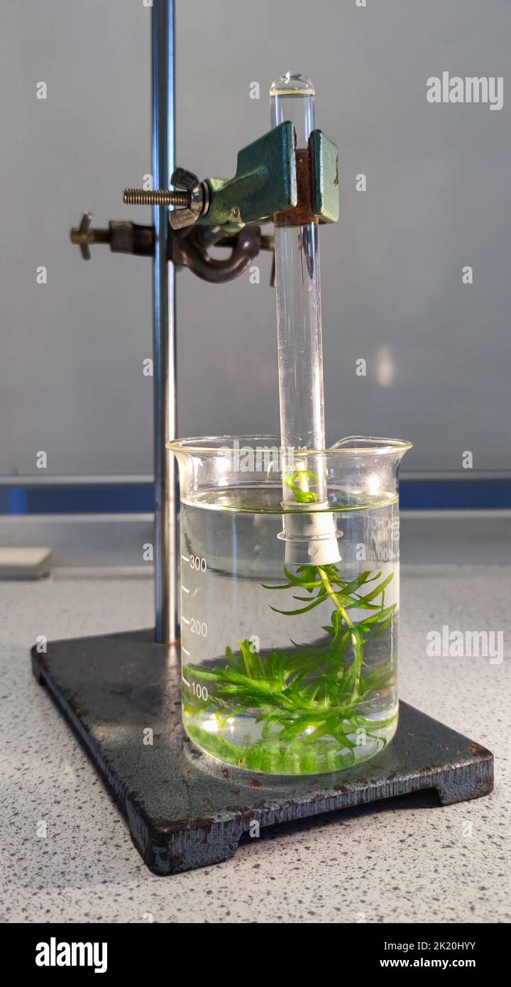 Waterweed in a glass with water. Above it an inverted test tube also filled with water. Demonstration of photosynthesis in biology class. Stock Photo