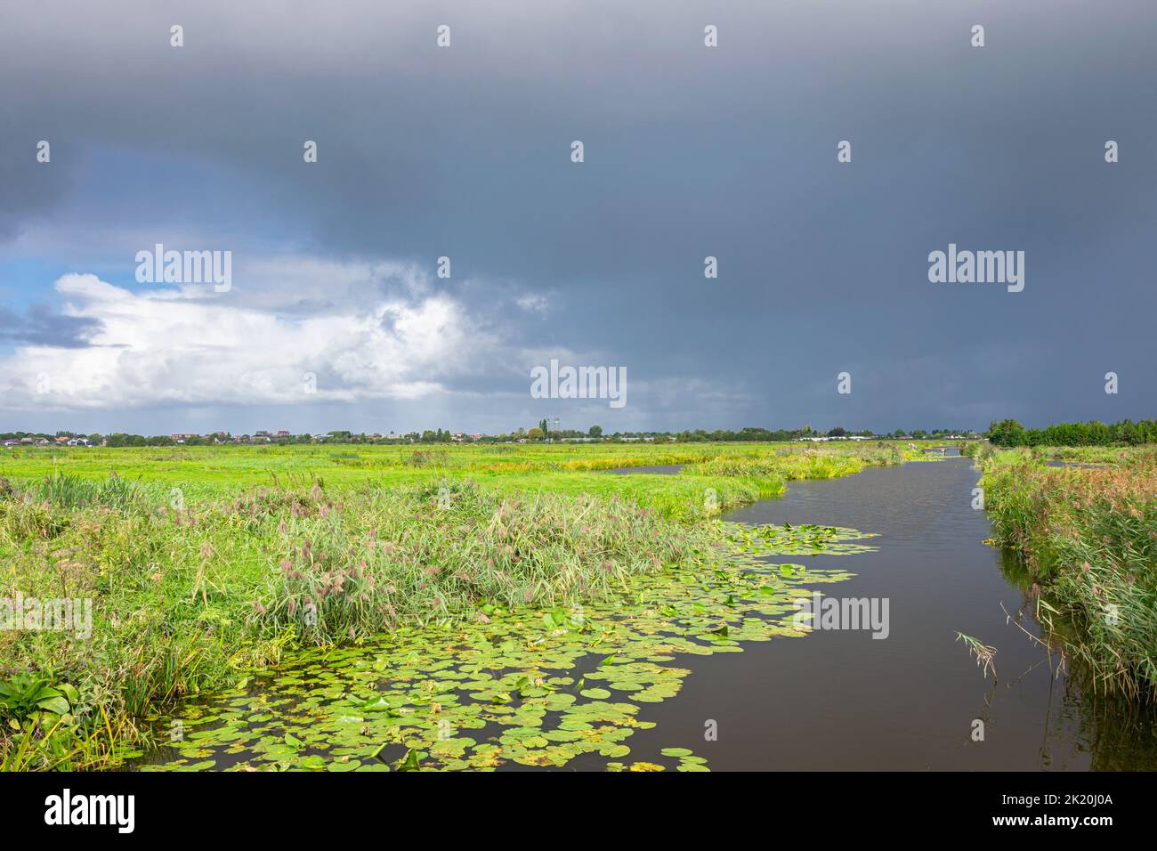 Ditch with water lilies in the countryside near Gouda, Holland. A rain shower in the distance is approaching. Stock Photo