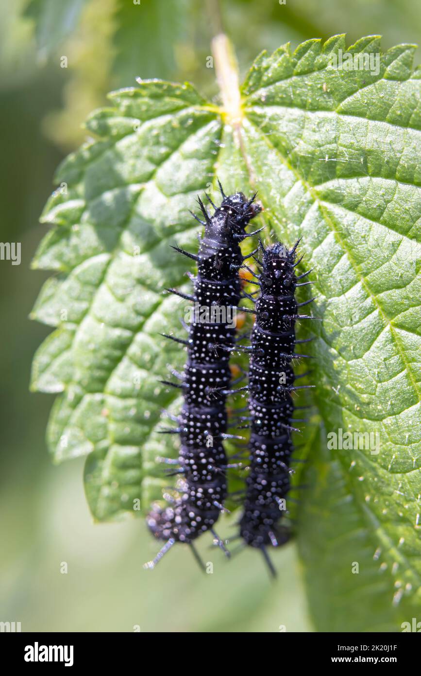 black caterpillars on a green leaf Stock Photo Alamy