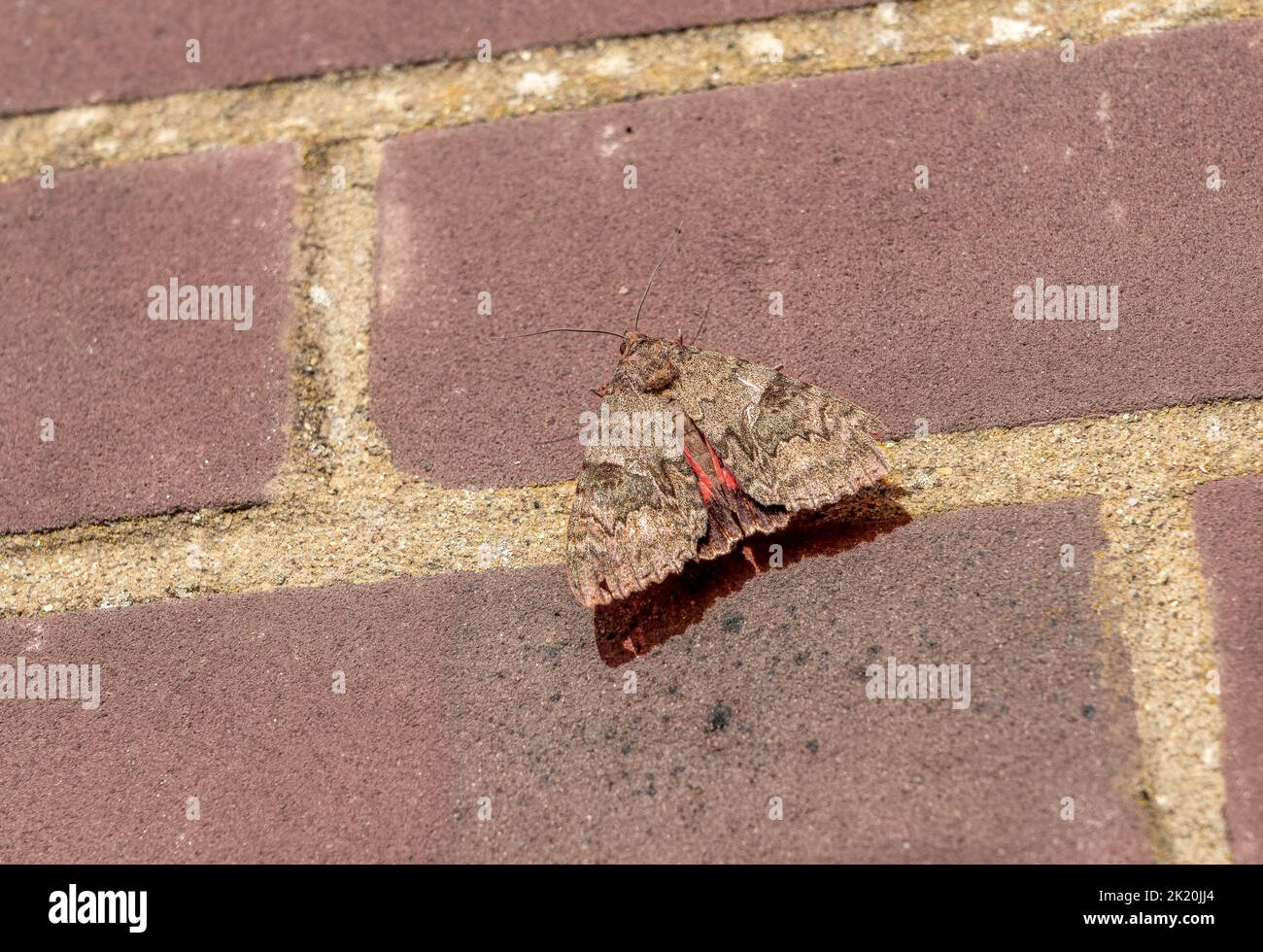 close-up of a red underwing moth (Catocala nupta) caught in daylight Stock Photo