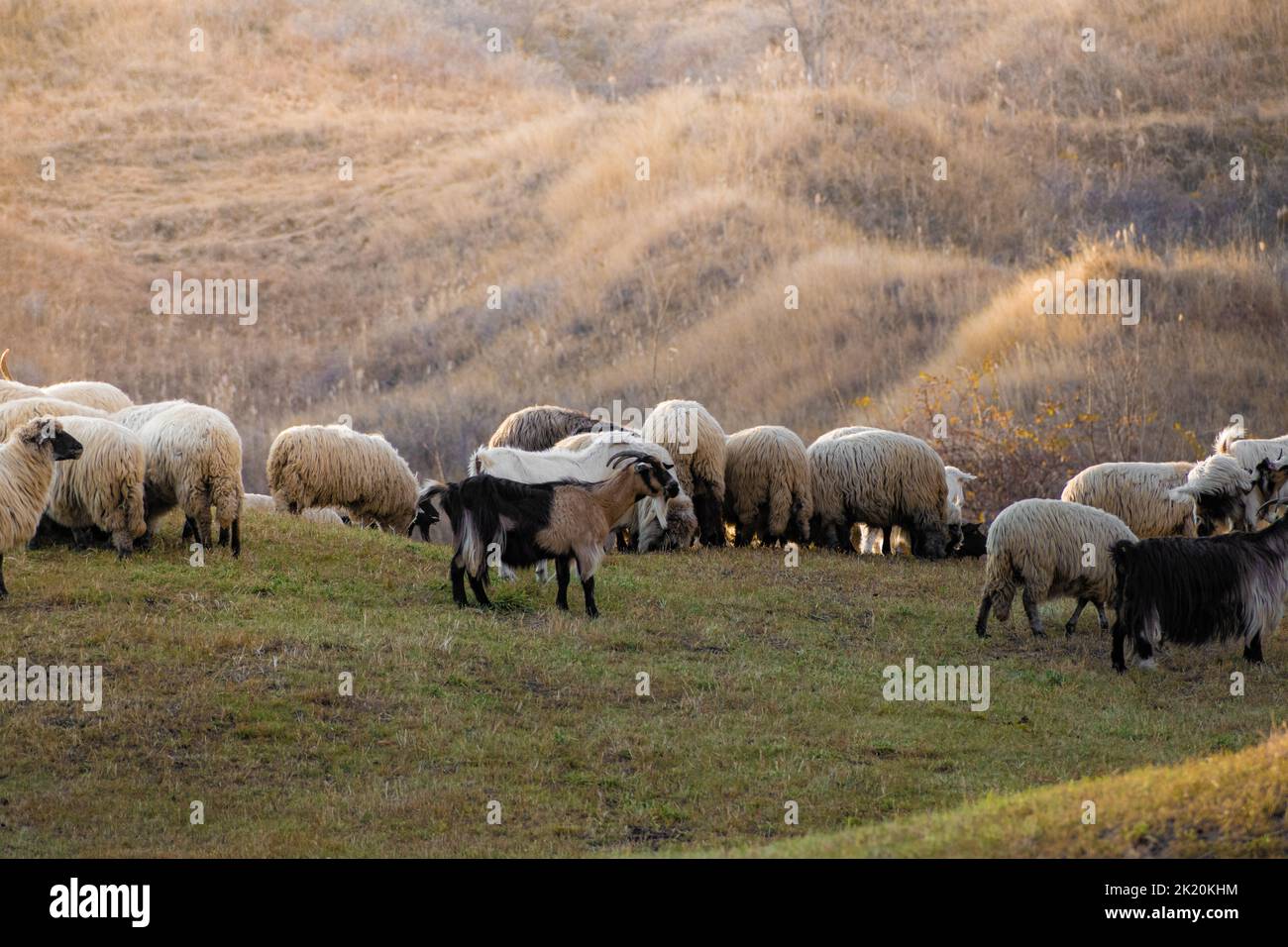 A closeup of a flock of sheep in a meadow Stock Photo - Alamy