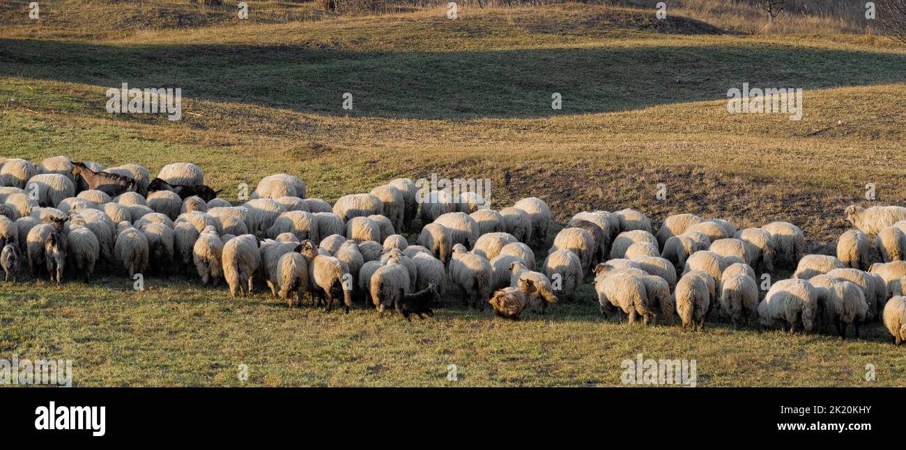 A flock of sheep in a meadow Stock Photo - Alamy