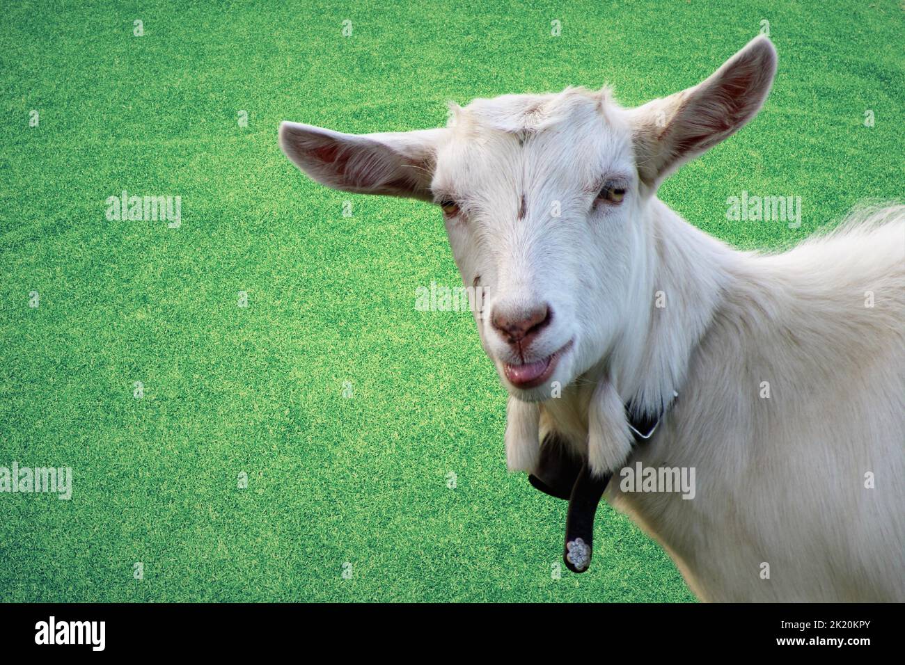 Outdoor goat farm in village Stock Photo Alamy
