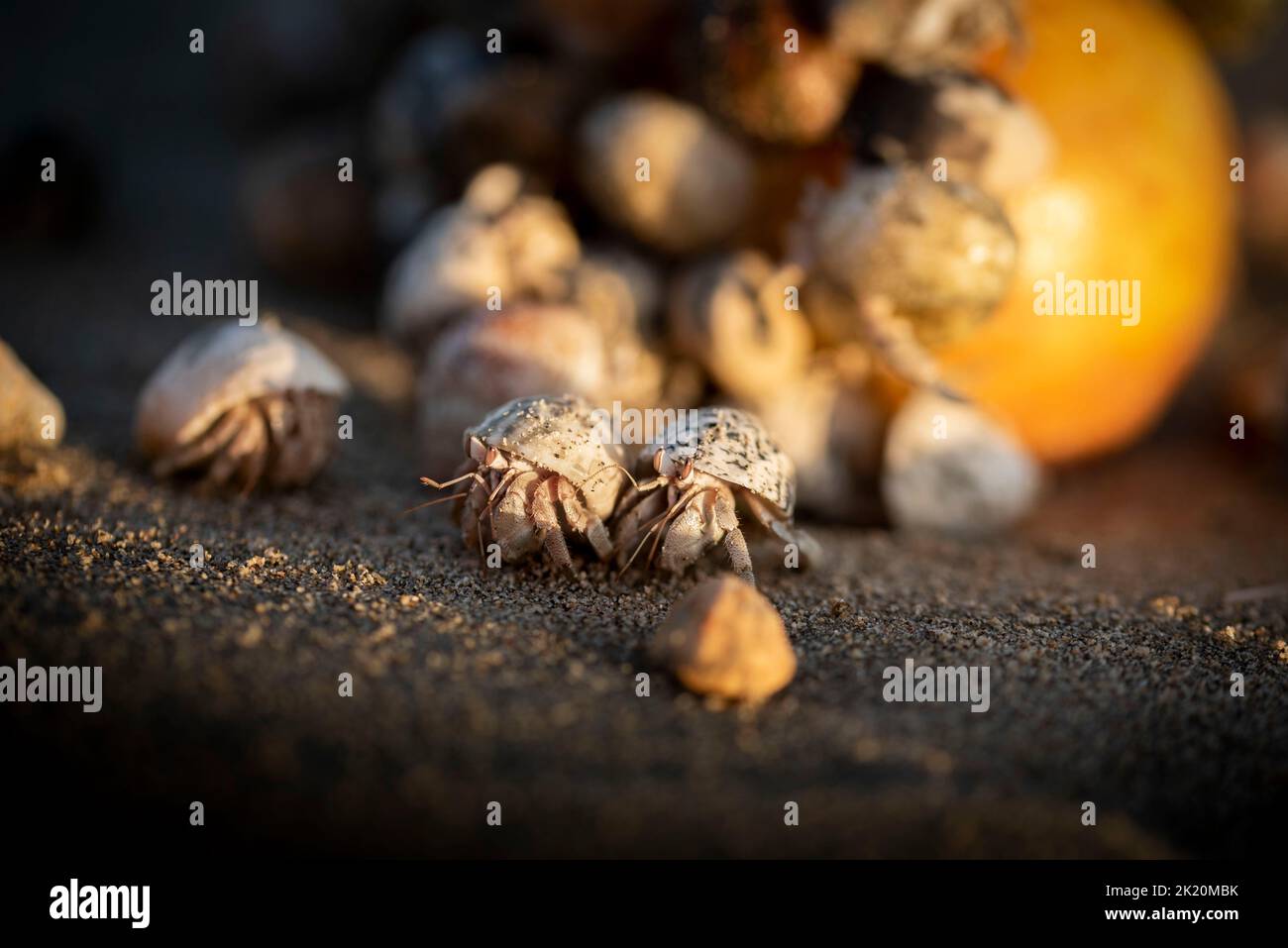Hermit crab walking away beach hi-res stock photography and images - Alamy