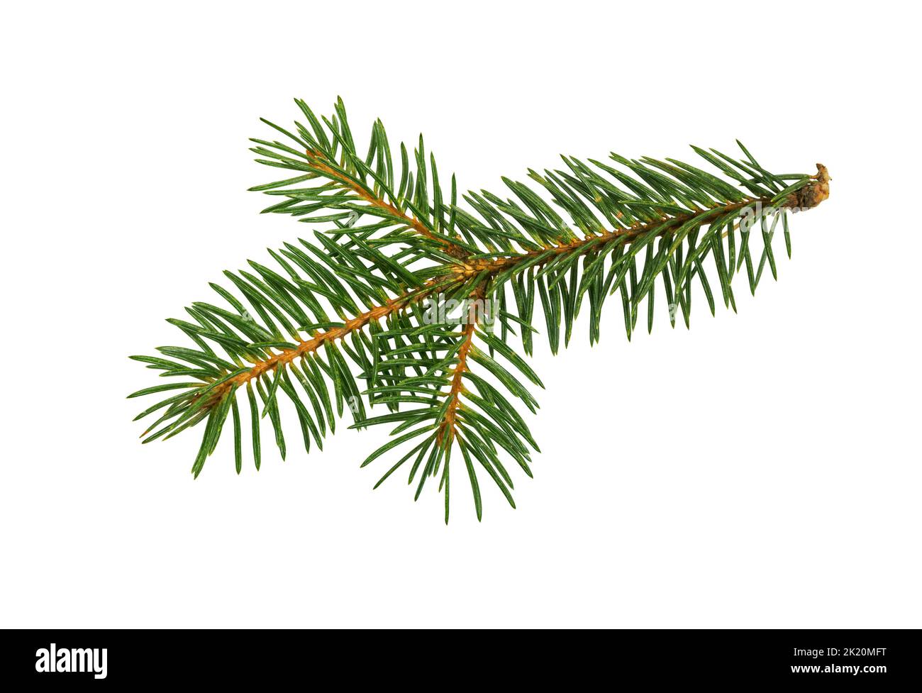 Fir tree branch isolated on white background. Pine branch. Stock Photo