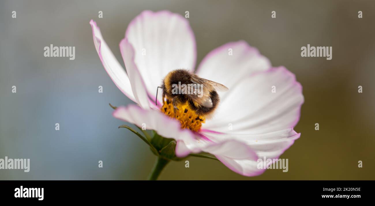 Macro of a White-tailed bumblebee (Bombus lucorum) on a bi-coloured cosmos bipinnatus flower . Stock Photo