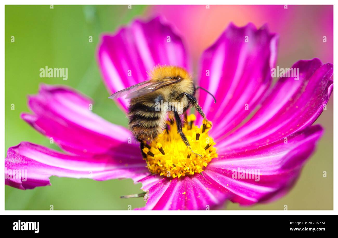 Common Carder Bee (,Bombus pascuorum ) collecting pollen from a   bi-coloured cosmos flowerhead ( Cosmos bipinnatus) . Stock Photo