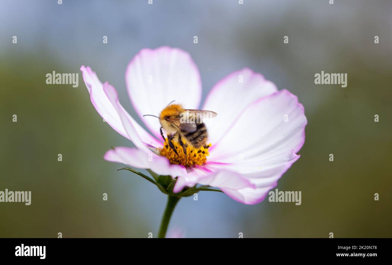 Common Carder Bee (,Bombus pascuorum ) collecting pollen from a   bi-coloured cosmos flowerhead ( Cosmos bipinnatus) . Stock Photo