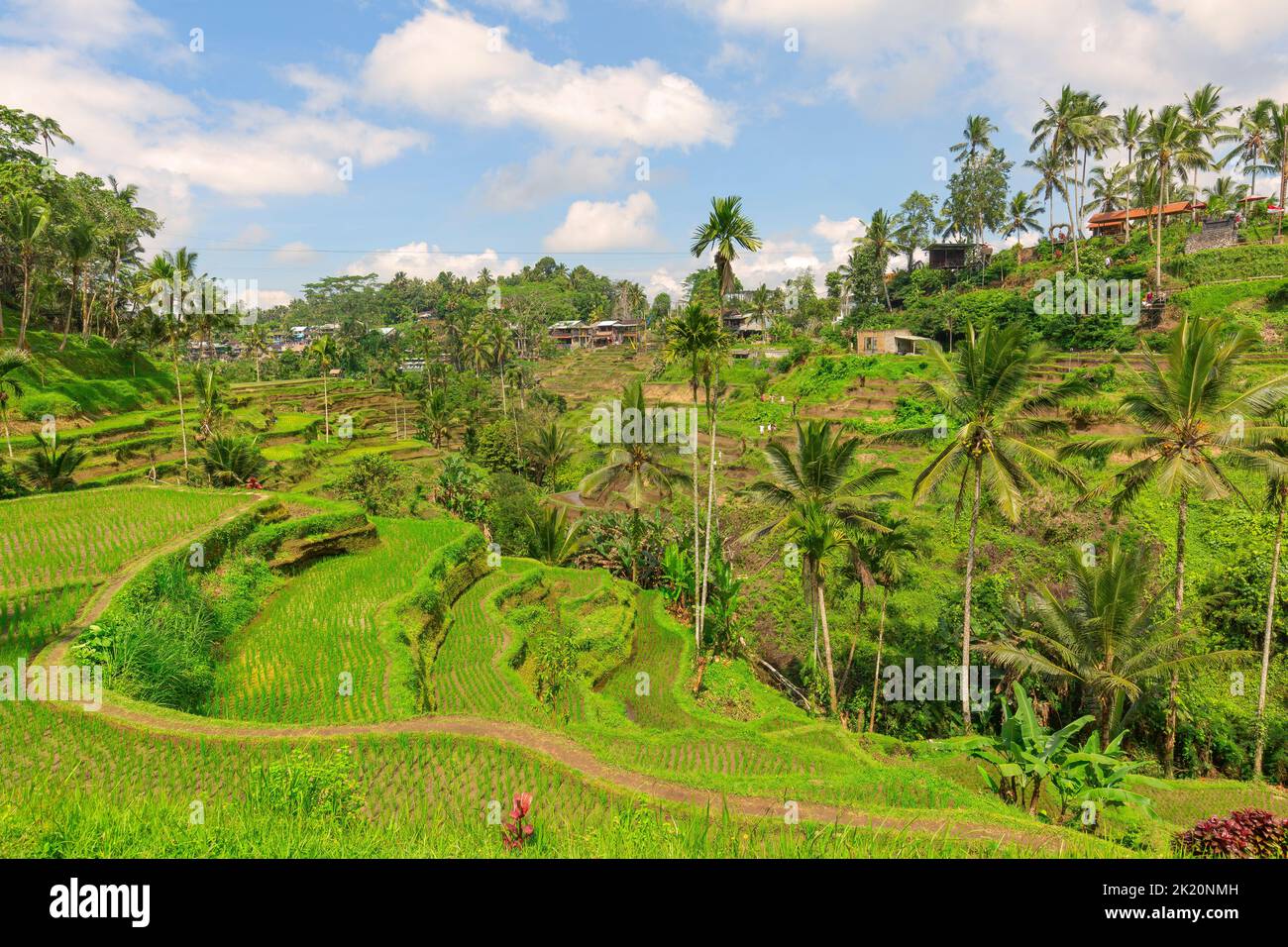 TEGALALANG, UBUD, BALI, INDONESIA: The landscape of the ricefields. Rice terraces famous place Tegallalang near Ubud. The island Bali in indonesia in Stock Photo