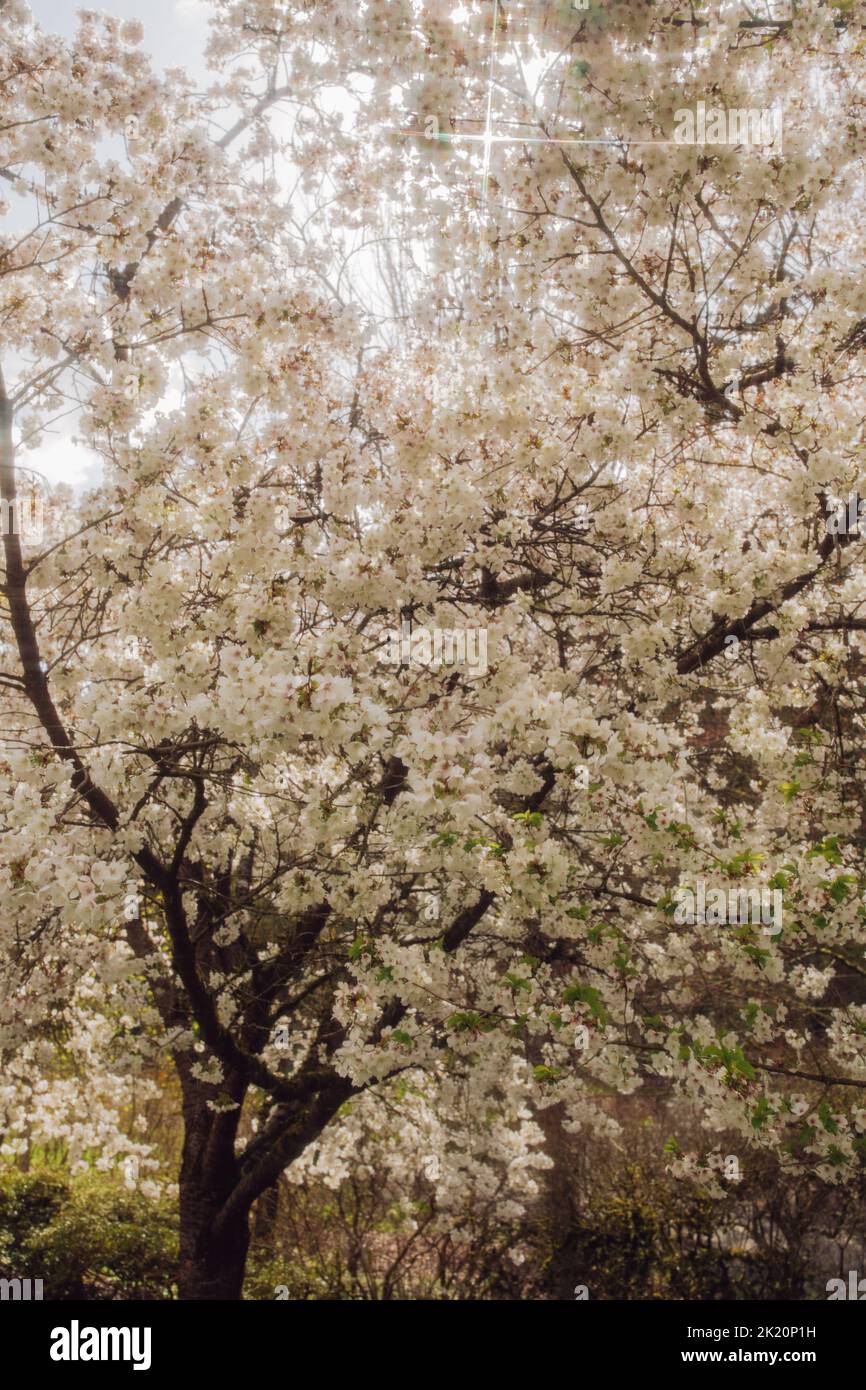 white cherry blossom tree Stock Photo Alamy
